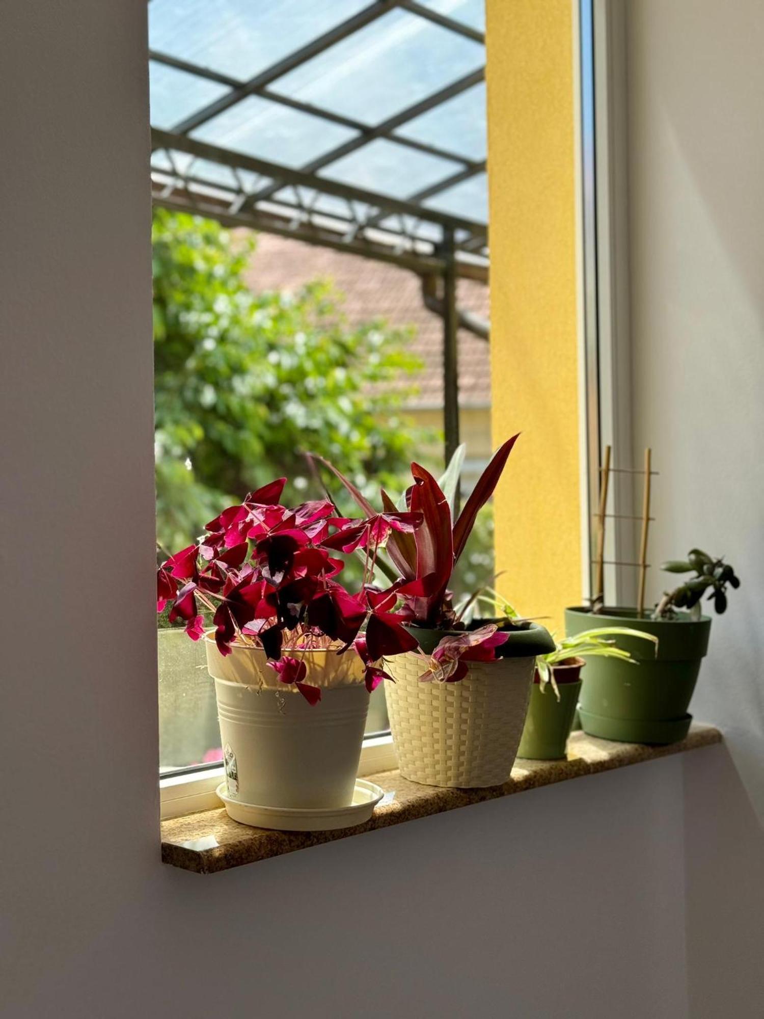 Apartament Victoria 蒂米什瓦拉 外观 照片